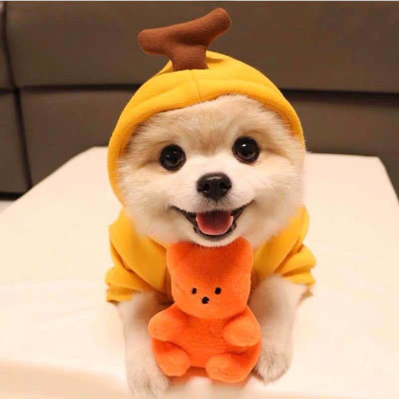 Sudadera Suave de Invierno para Mascotas 🐾 | Ideal para Razas Pequeñas y Medianas