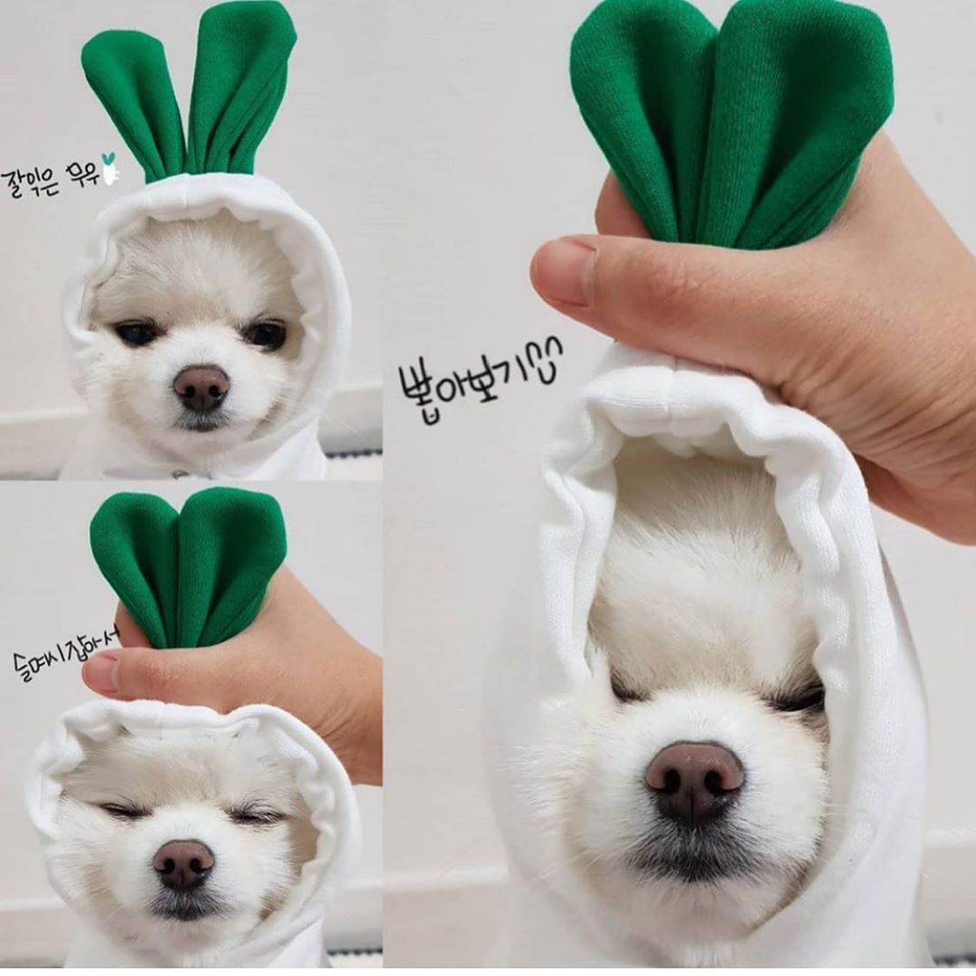 Sudadera Suave de Invierno para Mascotas 🐾 | Ideal para Razas Pequeñas y Medianas